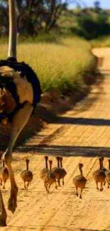 Ostrich family walking down a sandy path in nature.