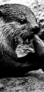 Black and white image of otter eating.