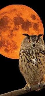 Owl on branch with orange full moon backdrop.