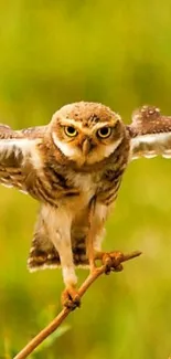 Owl in flight against a green background, creating a dynamic and vibrant scene.