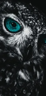 Owl with teal eyes on black and white background.