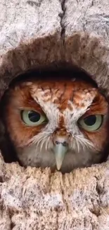 Owl peering from a tree trunk, showcasing natural beauty.