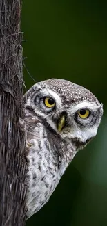 Spotted owl peeking from tree trunk in a lush green forest.