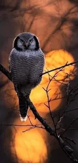 Owl perched on branch in warm, glowing twilight forest.