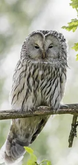 Owl on branch with green background in forest.