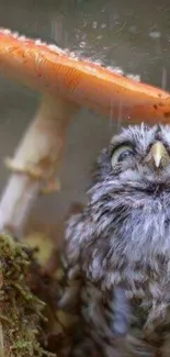 Cute owl hides under an orange mushroom in a forest scene.