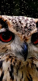 A close-up of an owl with glowing red eyes set against a starry night background.