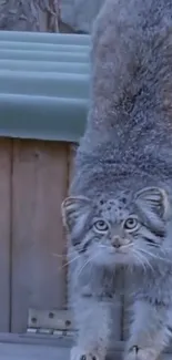 Pallas's cat stretches gracefully in a natural setting.