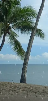 Serene beach with palm trees and ocean view under a blue sky.