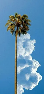 Palm tree and clouds under blue sky wallpaper.