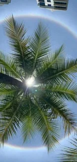 Tropical palm tree with sun halo against a blue sky.