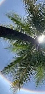 Palm tree with sun halo in blue sky wallpaper.