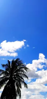 Tropical palm tree against a bright blue sky with clouds.