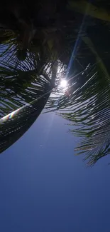 Palm leaves with sunlight against a blue sky