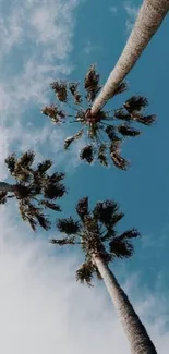 Palm trees silhouette with blue sky background, perfect for phone wallpaper.