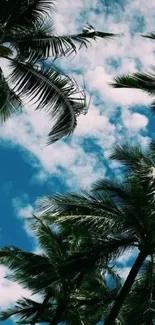 Tropical palm trees scattered beneath a bright blue sky with clouds.