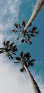 Upshot view of palm trees against a clear blue sky.