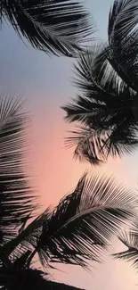 Silhouetted palm trees against a pink sunset sky.