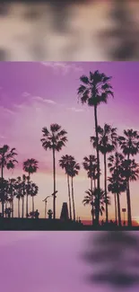 Silhouetted palm trees with a purple sunset sky.