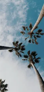 Tall palm trees against a blue sky wallpaper.