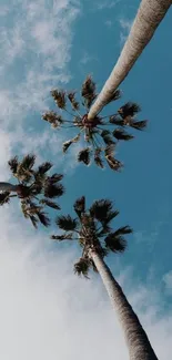 Palm trees stretch towards a clear blue sky, creating a tranquil scene.