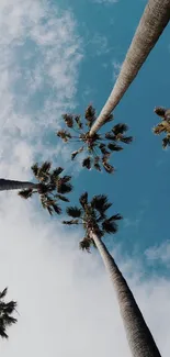 Tall palm trees against a vibrant blue sky and soft clouds.