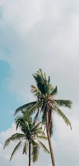 Mobile wallpaper of palm trees against a blue sky.