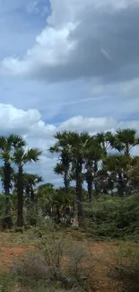 Palm trees and cloudy sky mobile wallpaper.