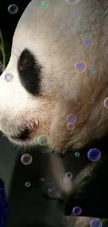 Calm panda with floating bubbles wallpaper.