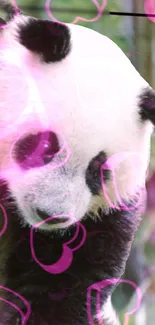 Mobile wallpaper of a cute panda with pink heart decorations.