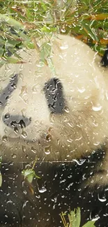 Panda seen through glass with rain droplets.