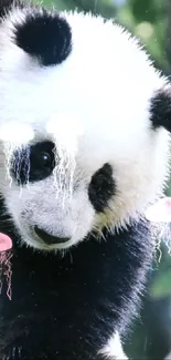 Panda Carnivore Organism Live Wallpaper