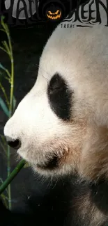 Panda Carnivore Organism Live Wallpaper