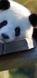 Panda Carnivore Terrestrial Animal Live Wallpaper