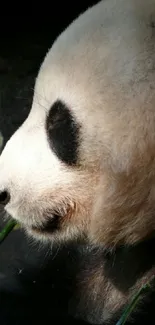 Panda Carnivore Terrestrial Animal Live Wallpaper