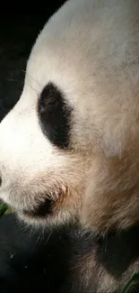 Panda Carnivore Whiskers Live Wallpaper