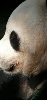 Giant panda peacefully eating bamboo in a natural setting.