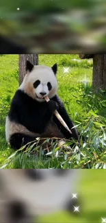 Panda eating bamboo with a lush green backdrop.