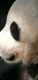 Close-up of a panda eating bamboo in a natural setting.