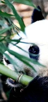 Panda eating bamboo amidst lush greenery, perfect for phone wallpaper.