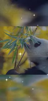 Panda eating bamboo with stars in the background.