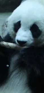 Cute panda eating bamboo, natural setting.