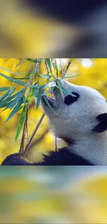 A panda bear enjoying bamboo in a sunlit forest background.