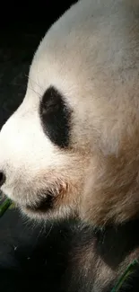 Panda peacefully munching on bamboo.