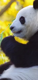 Panda with bamboo against yellow forest backdrop.