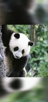 Panda peeking from tree in lush green forest wallpaper.