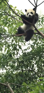 Panda sitting in a tree surrounded by lush green leaves.