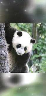 Panda leaning on a tree in a lush green forest.