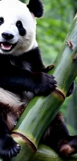 Adorable panda perched on green bamboo.