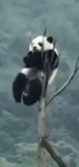 Panda perched in a tree amidst lush greenery.